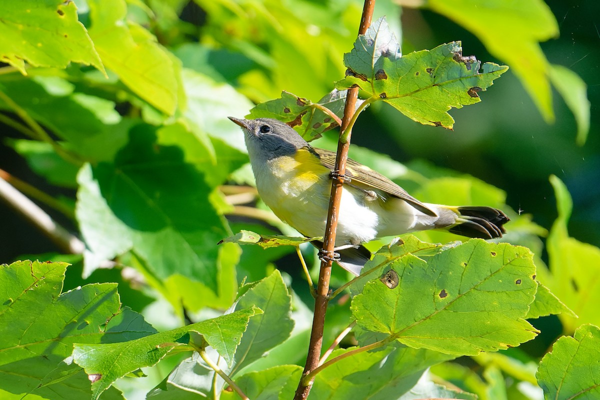 American Redstart - ML624010691