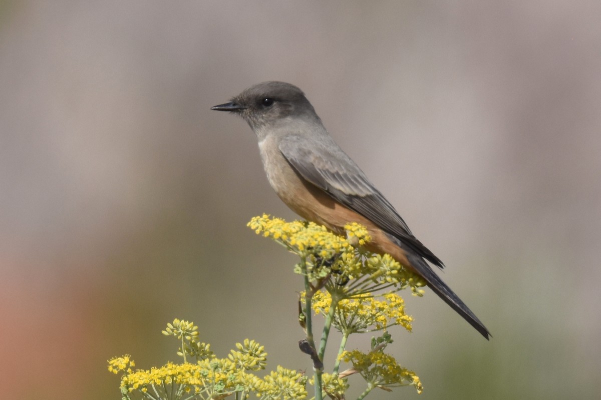 Say's Phoebe - ML624010692