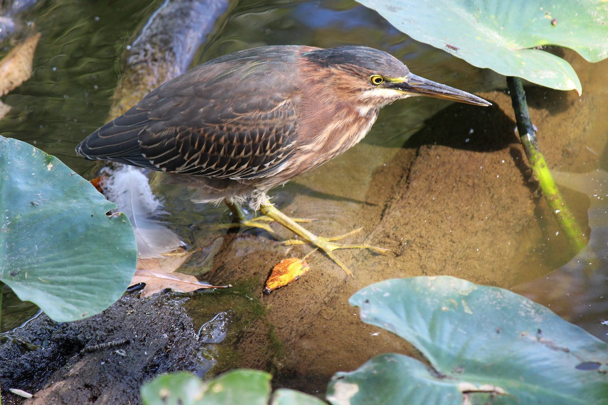 Green Heron - ML624010694