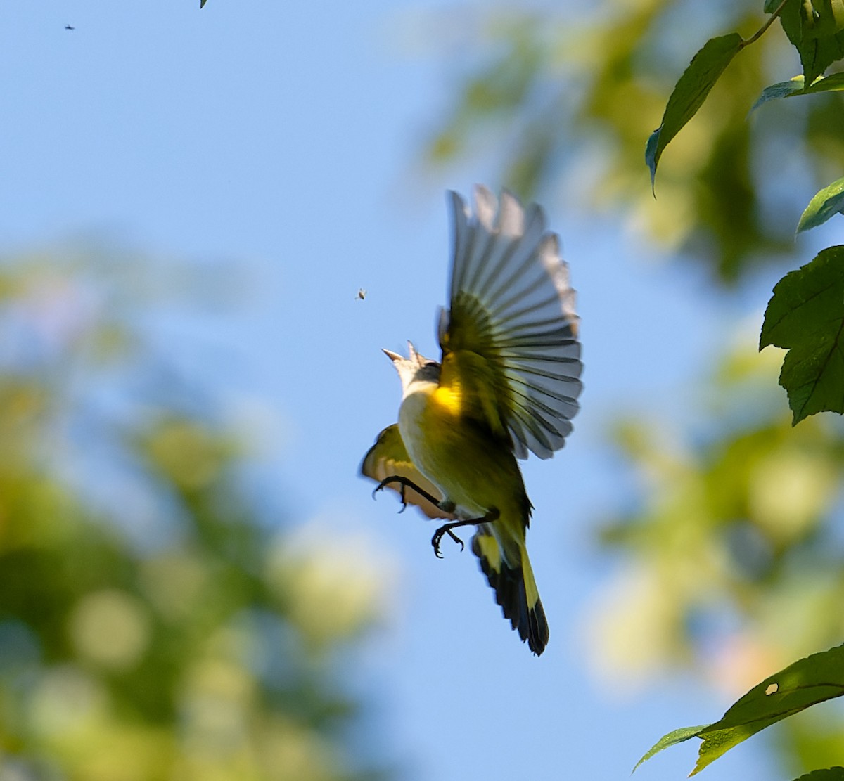 American Redstart - ML624010699