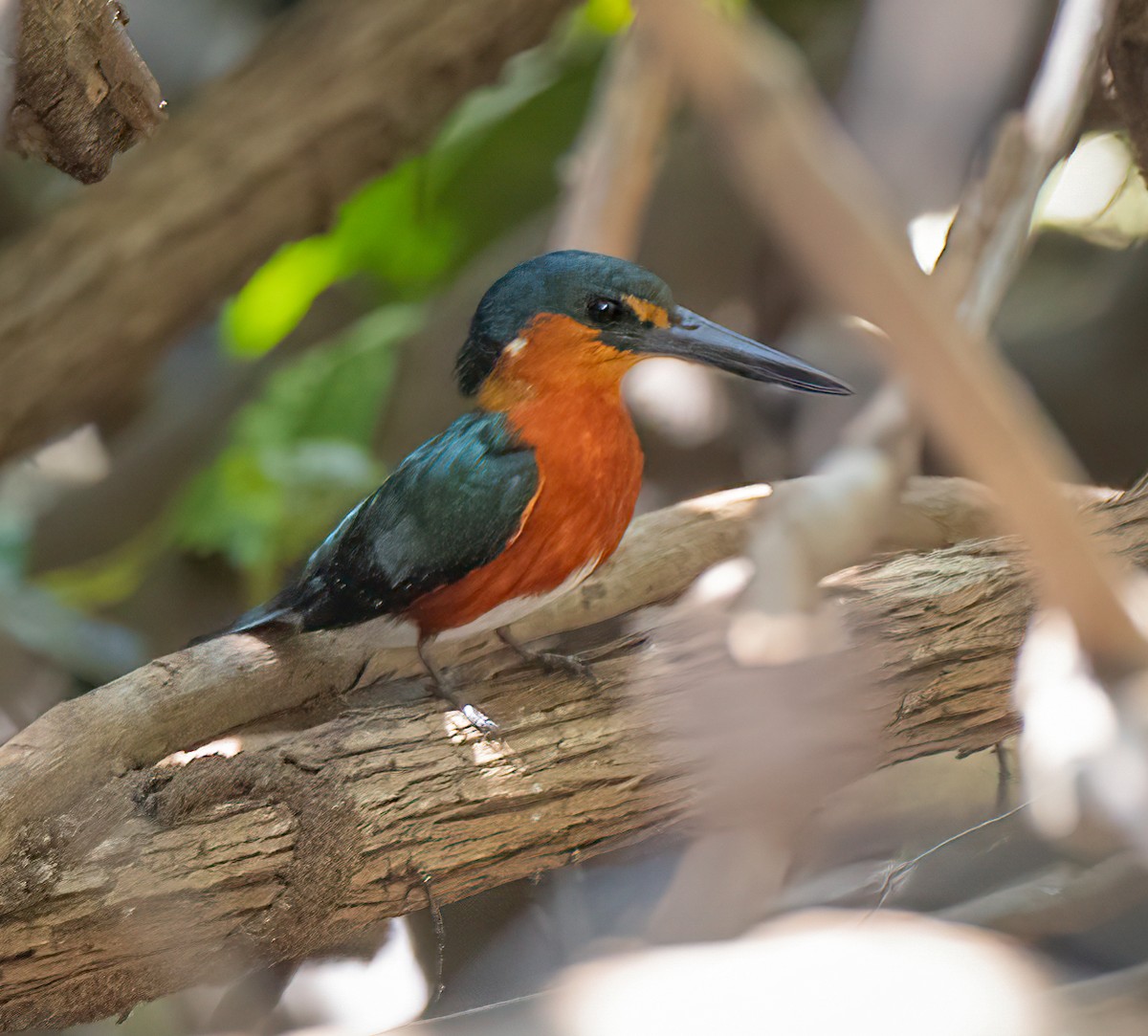 American Pygmy Kingfisher - ML624010702