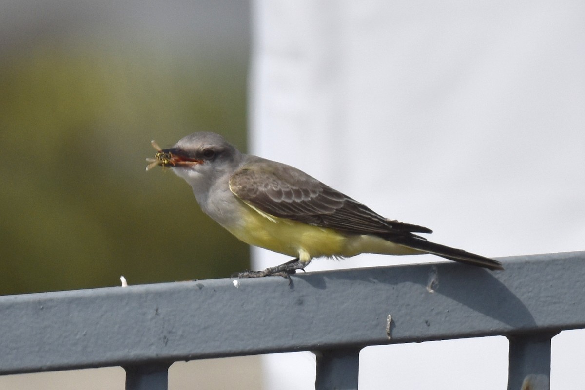 Western Kingbird - ML624010705