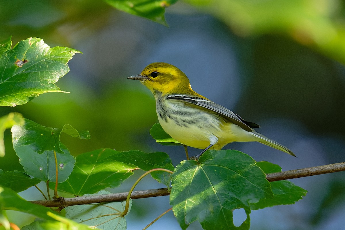 Black-throated Green Warbler - ML624010710