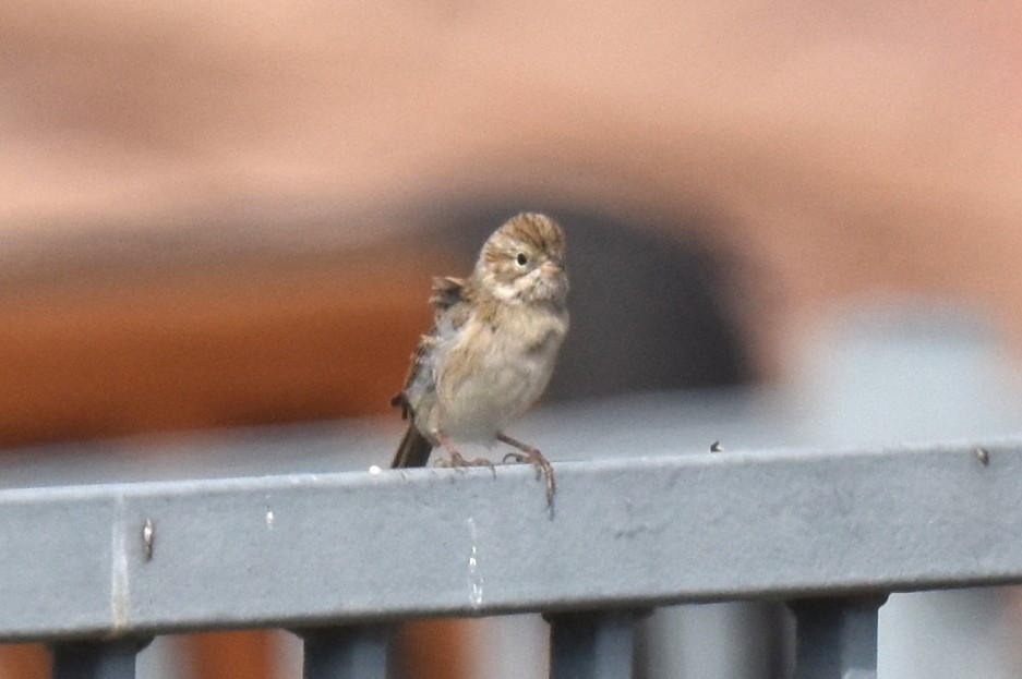 Brewer's Sparrow - Anonymous