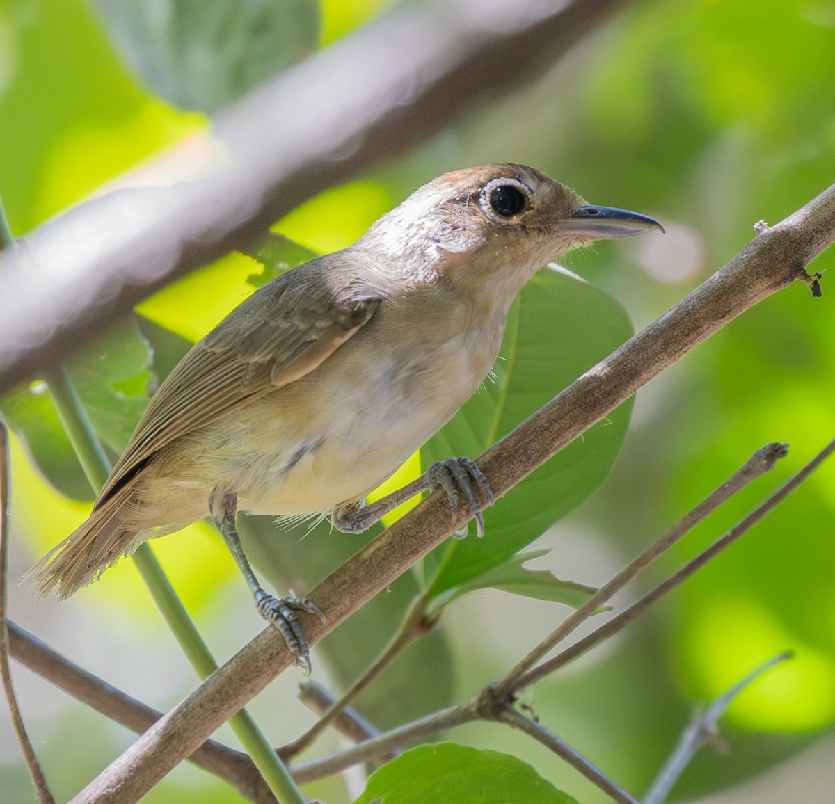 Plain Antvireo - ML624010718