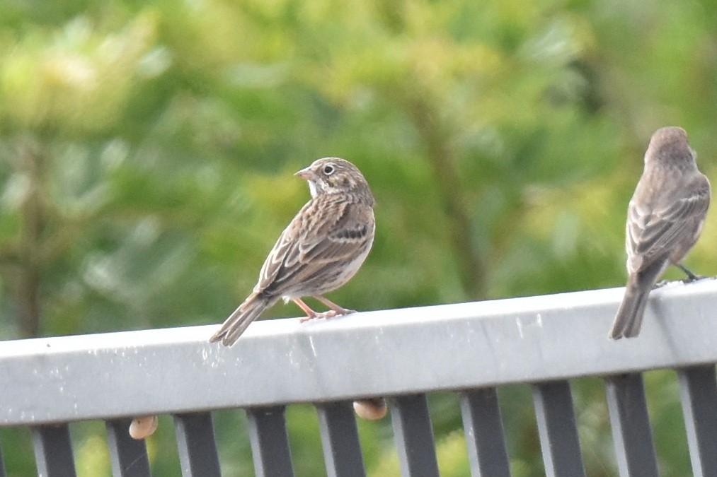 Vesper Sparrow - ML624010719