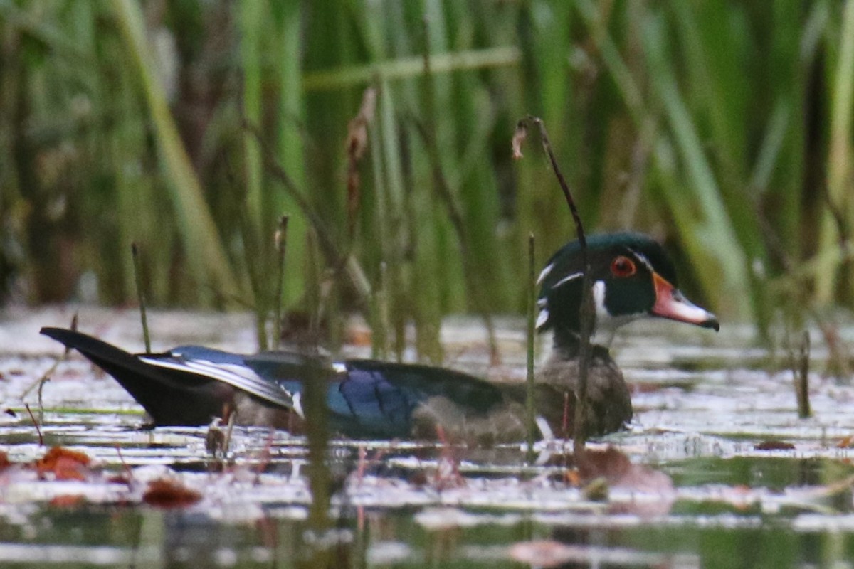 Wood Duck - ML624010721