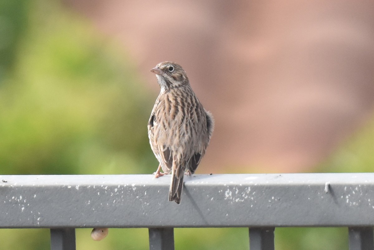 Vesper Sparrow - ML624010725