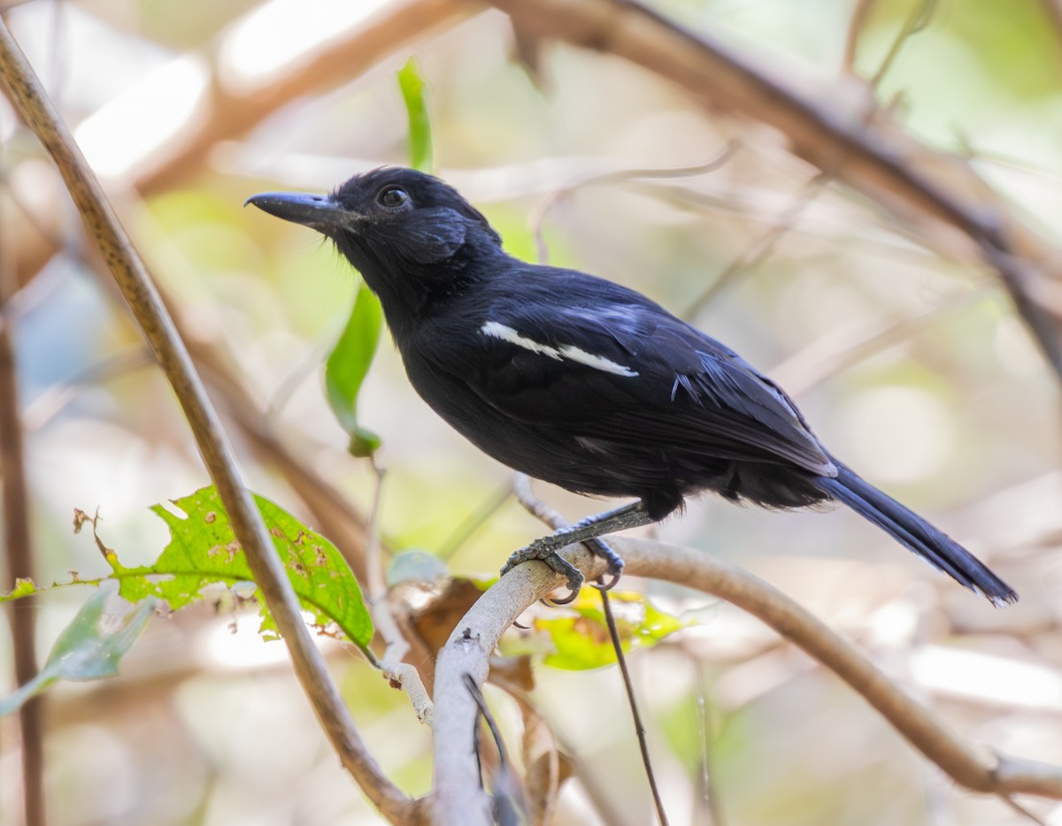 Glossy Antshrike - ML624010726