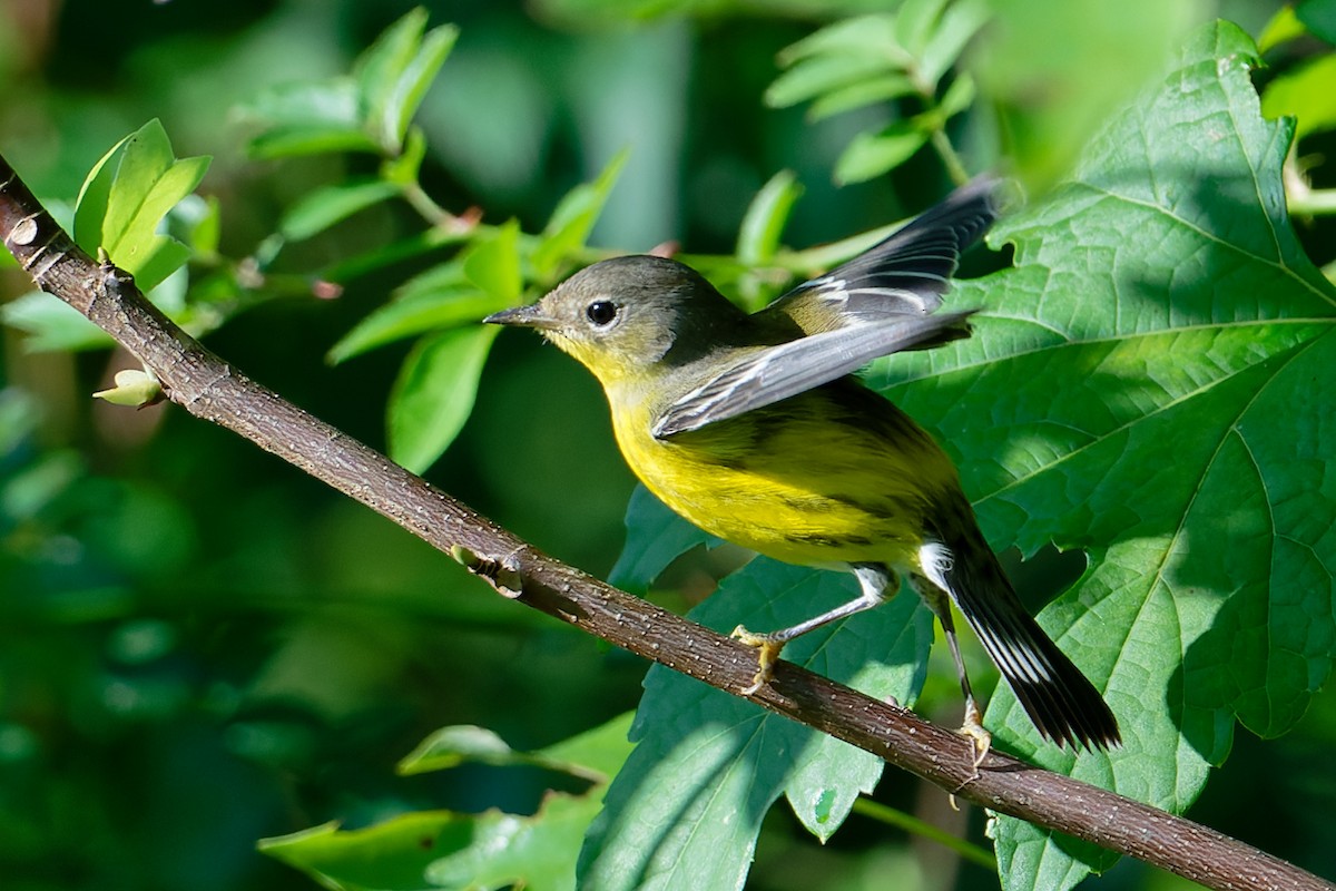 Magnolia Warbler - ML624010727