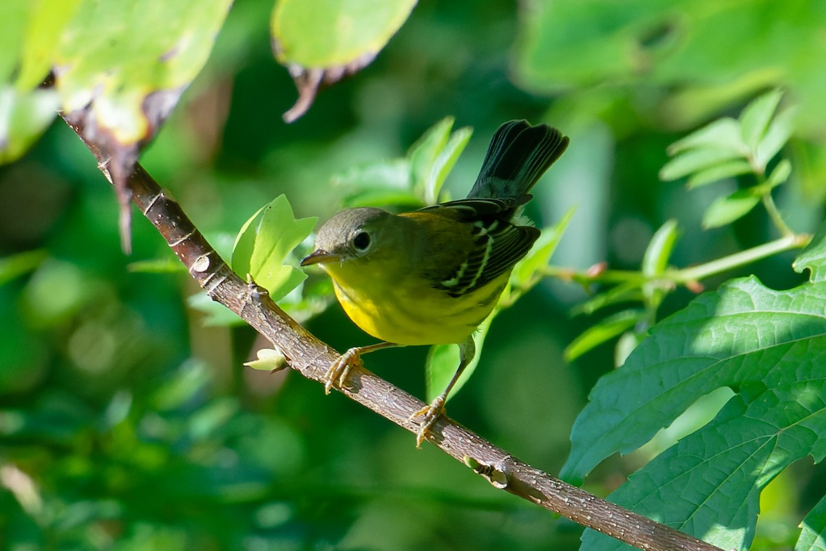 Magnolia Warbler - ML624010733