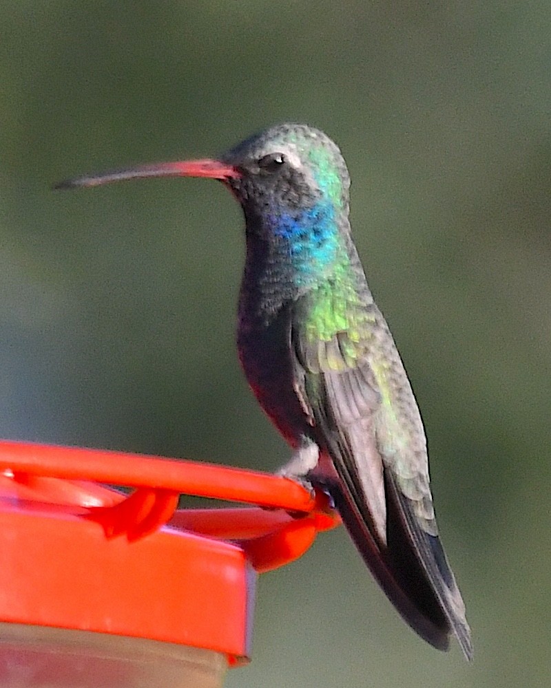 Broad-billed Hummingbird - ML624010734