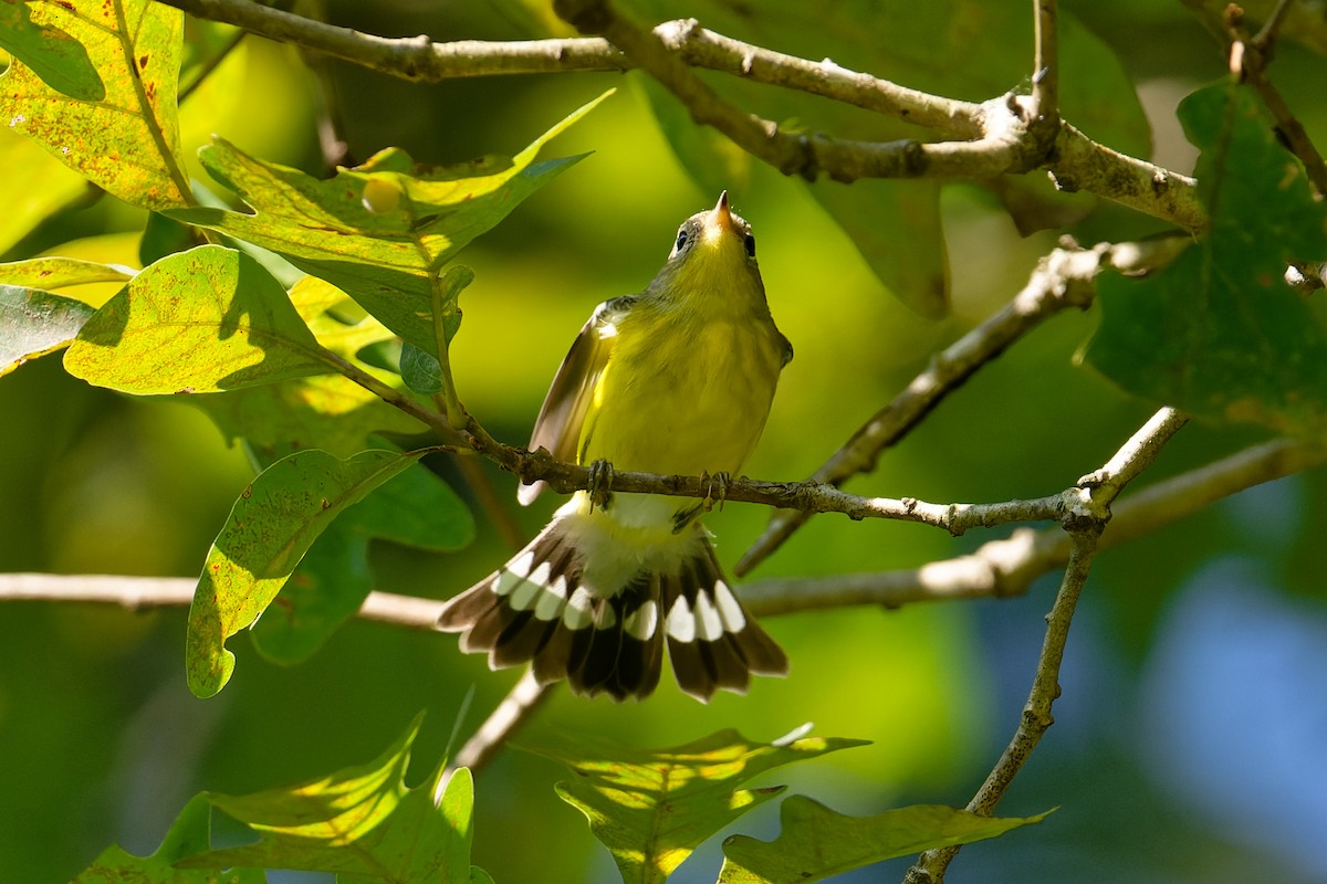 Magnolia Warbler - ML624010742