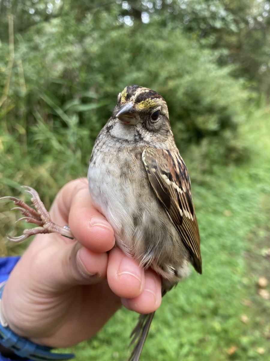 White-throated Sparrow - ML624010751