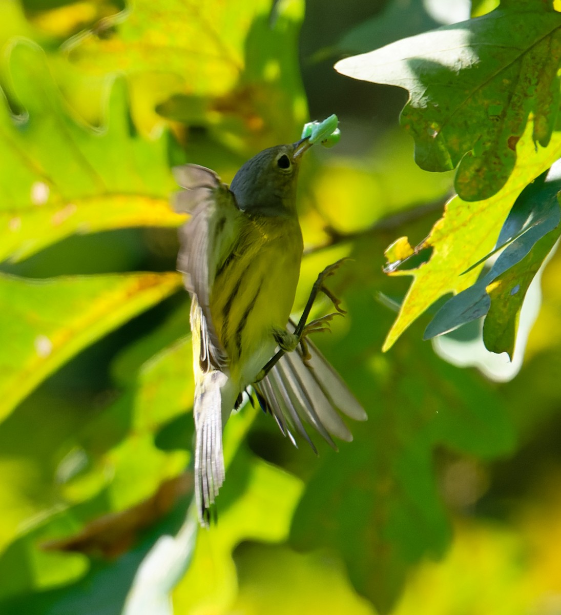 Magnolia Warbler - ML624010761