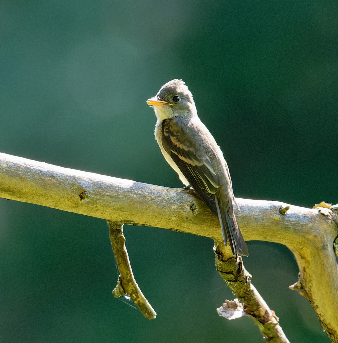 Eastern Wood-Pewee - ML624010767