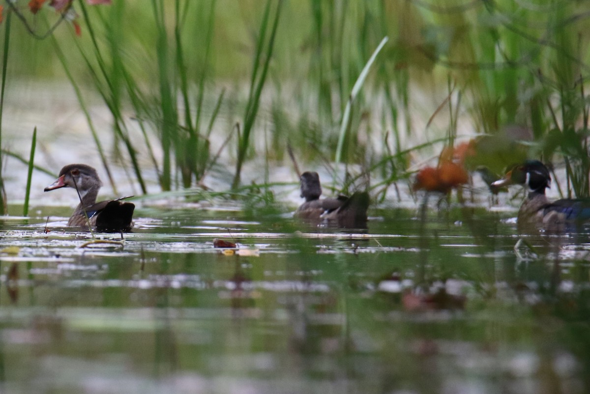 Wood Duck - ML624010791