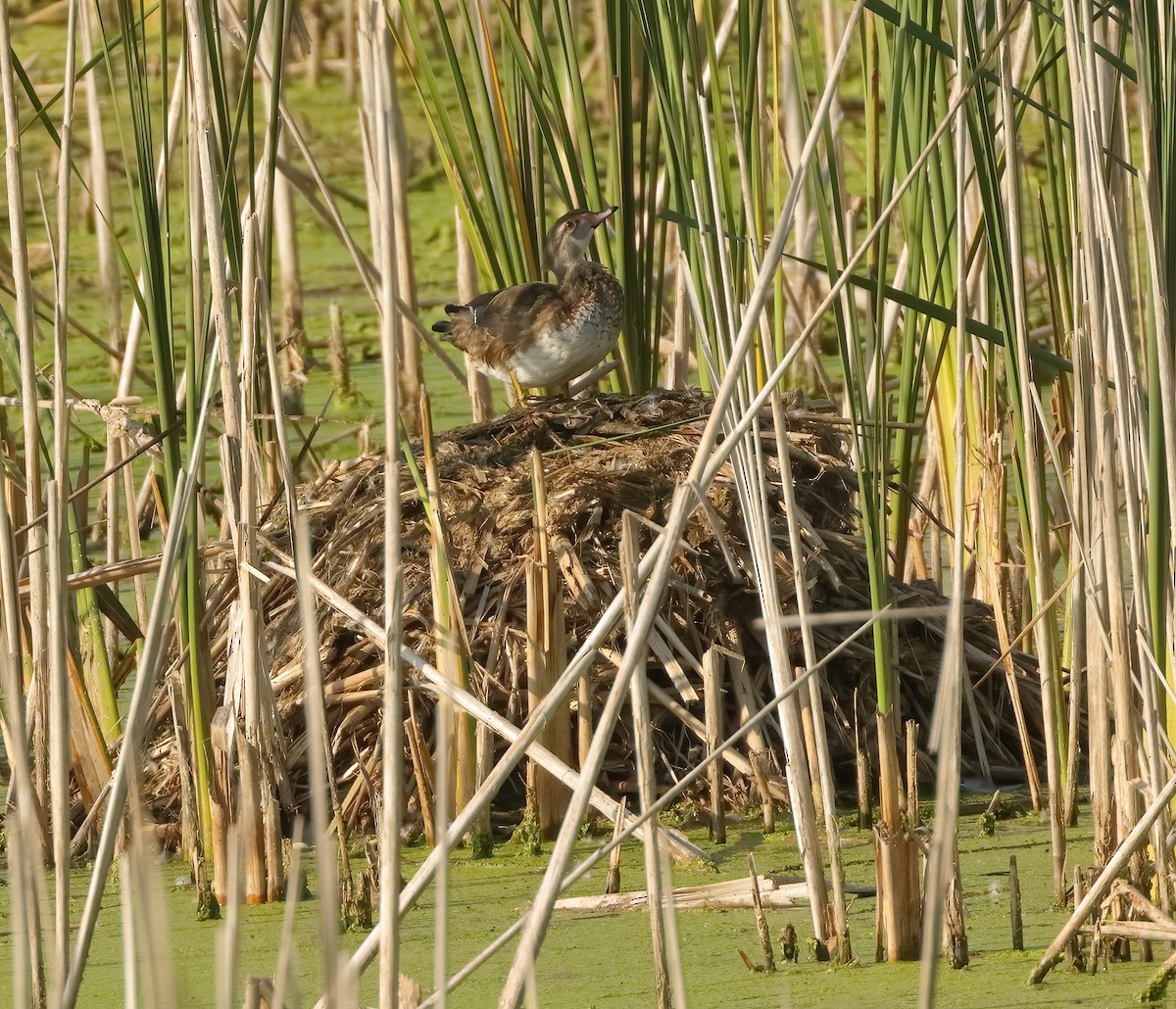 Wood Duck - ML624010796