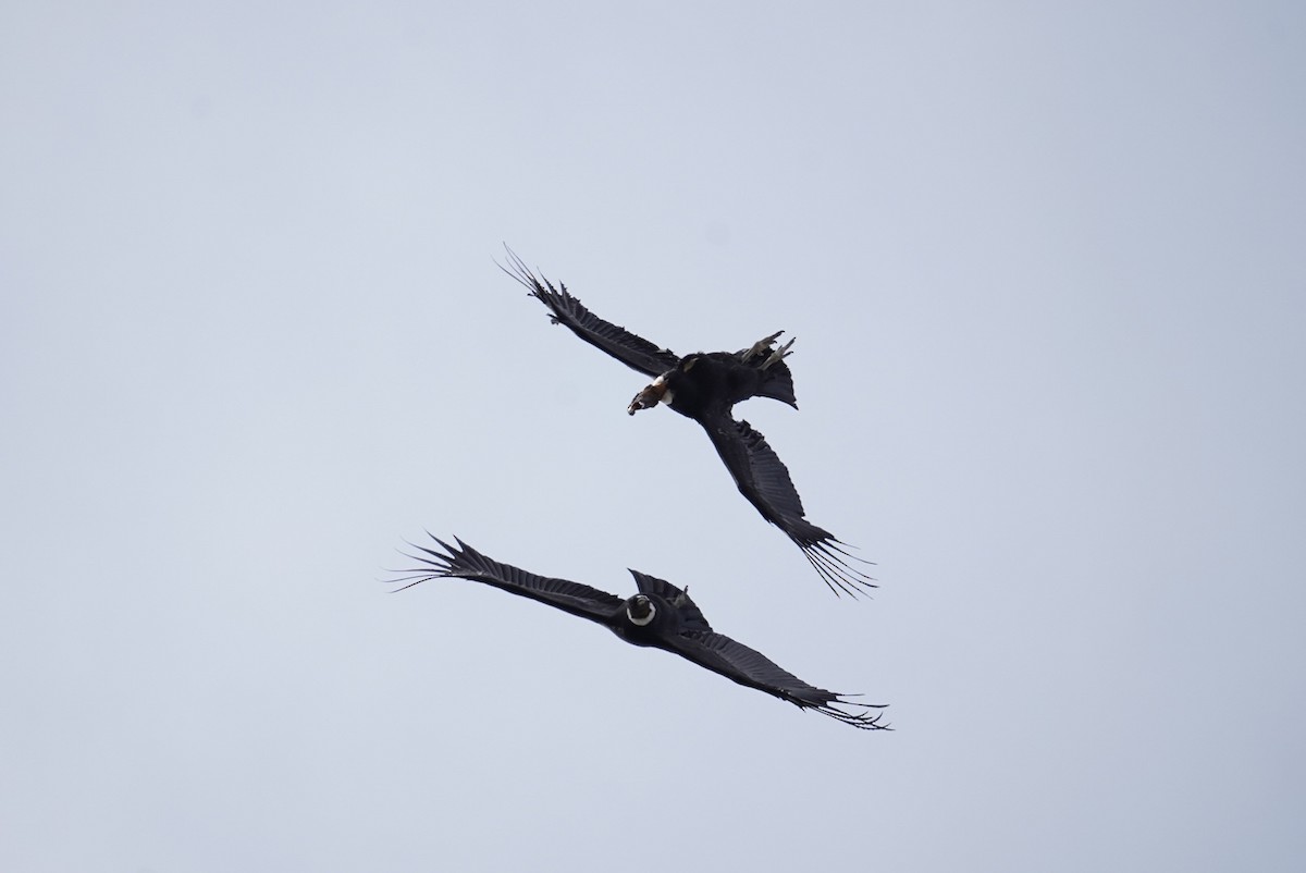 Andean Condor - Olivares Barraza