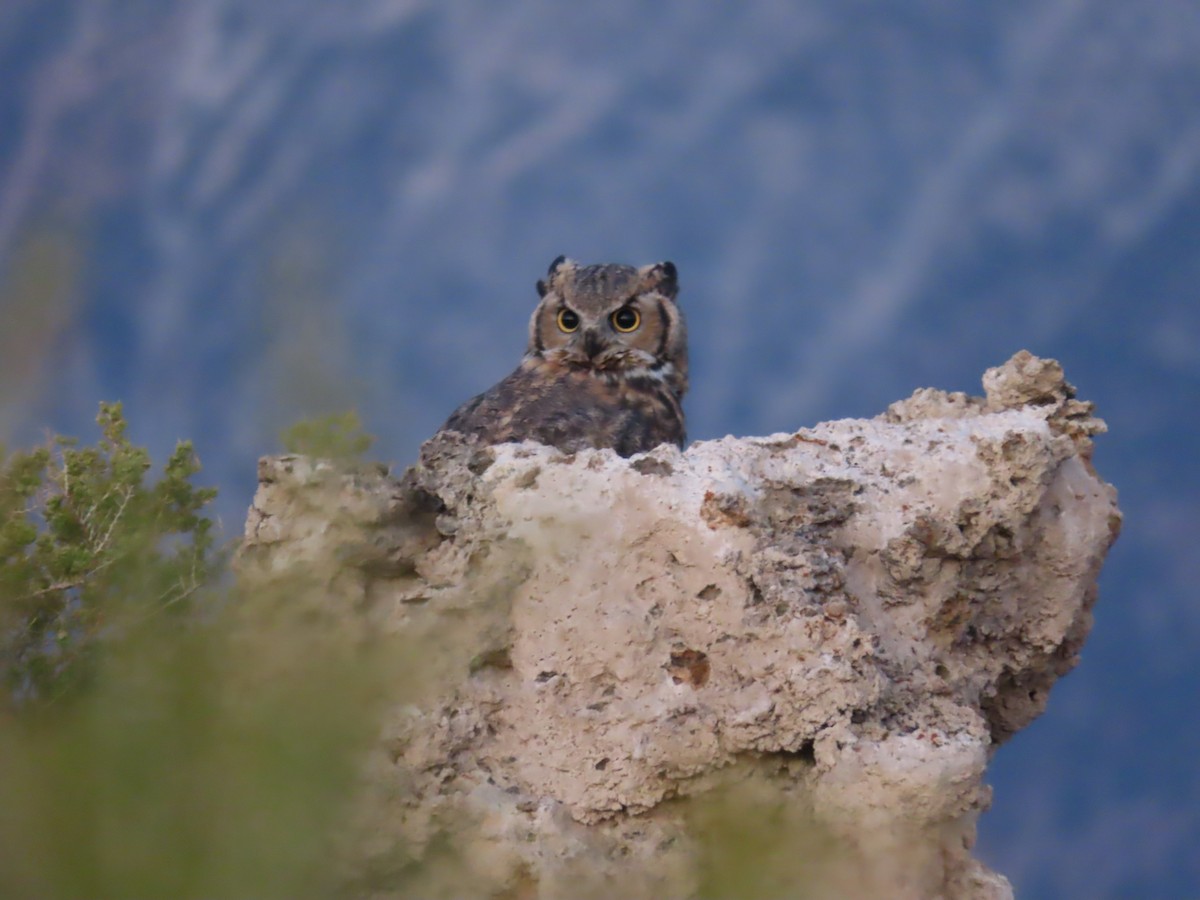 Great Horned Owl - ML624010802