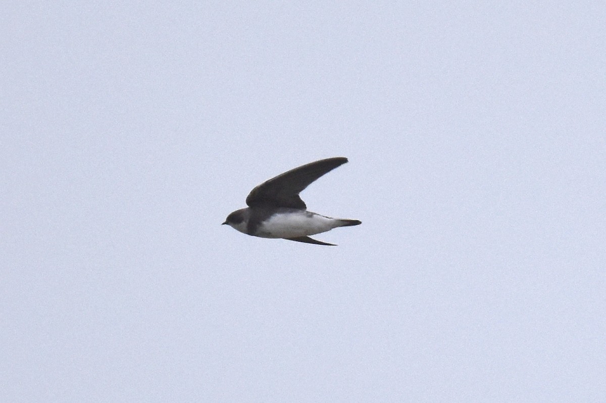 Bank Swallow - ML624010829