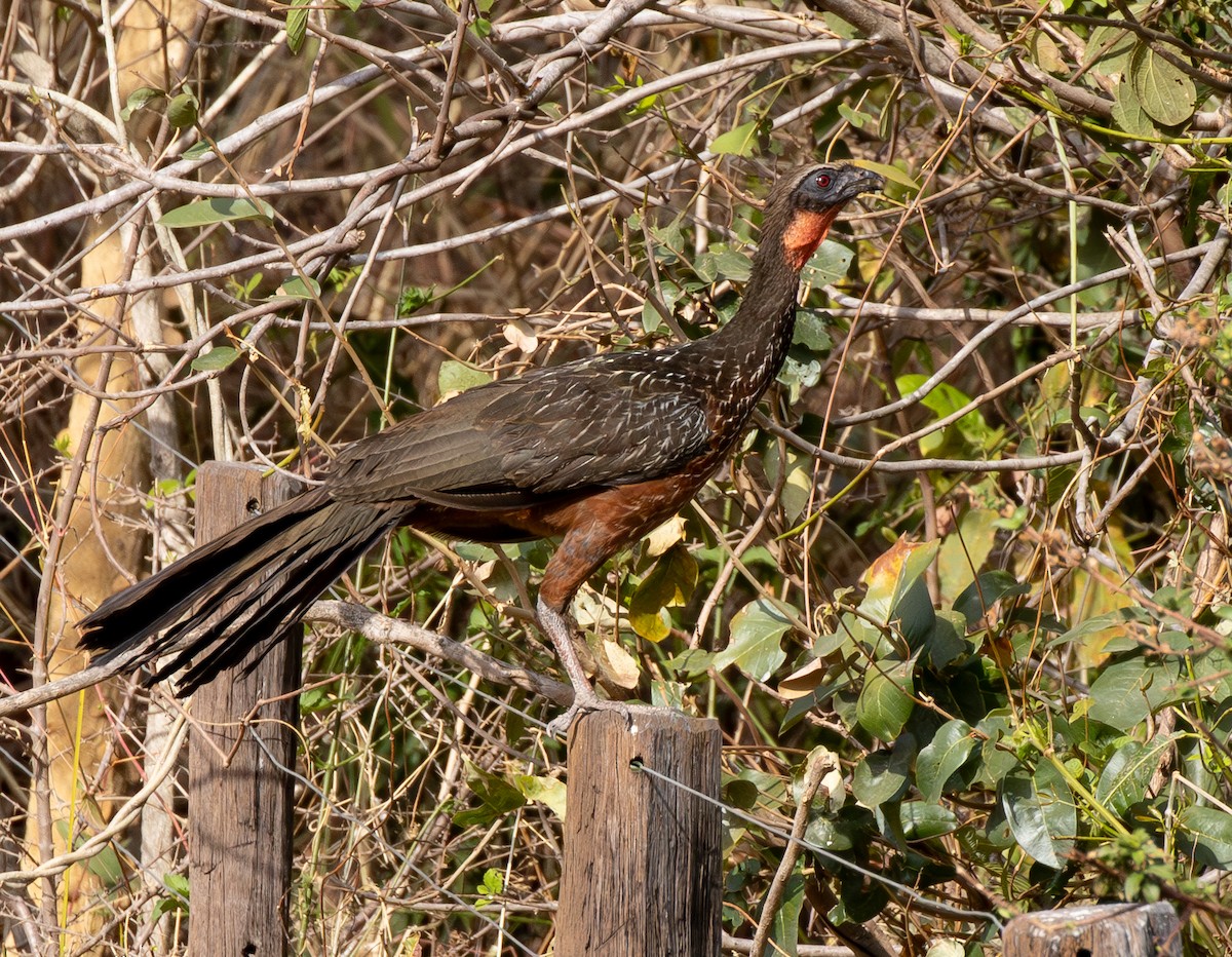 Chestnut-bellied Guan - ML624010833