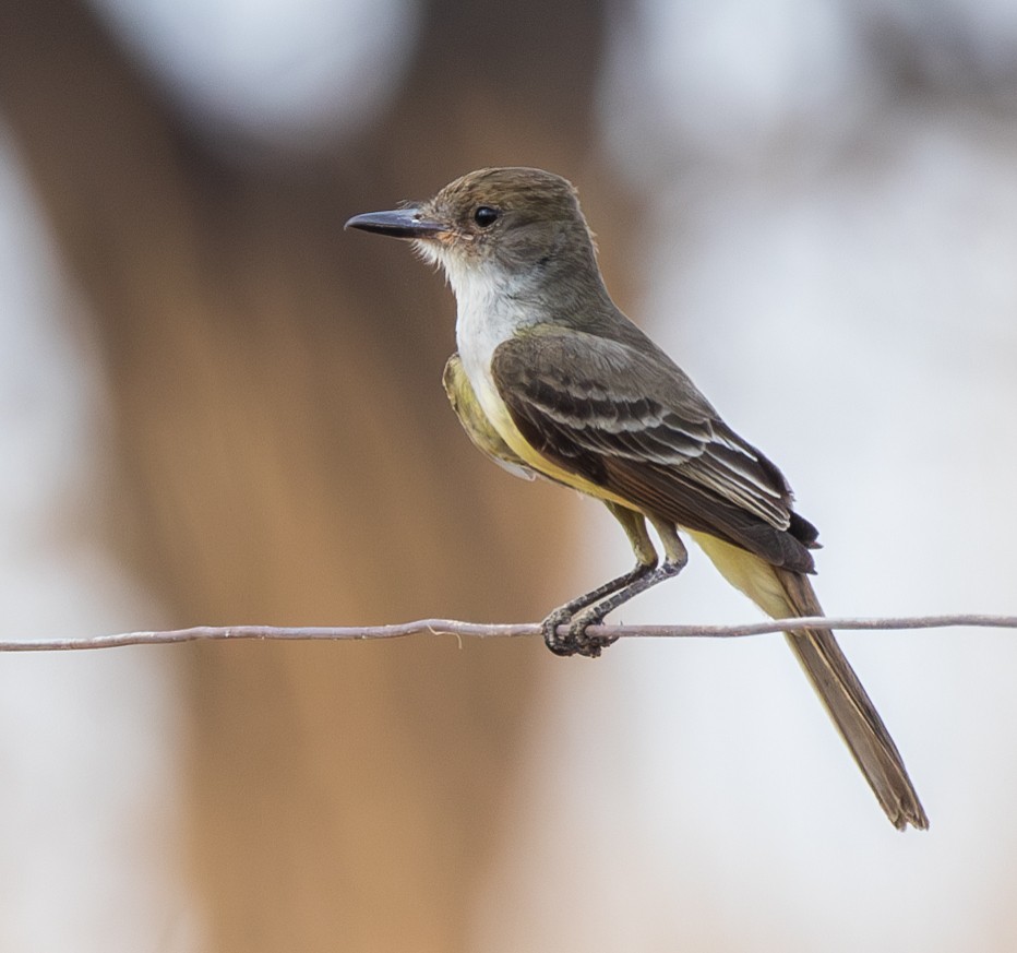 Swainson's Flycatcher - ML624010845