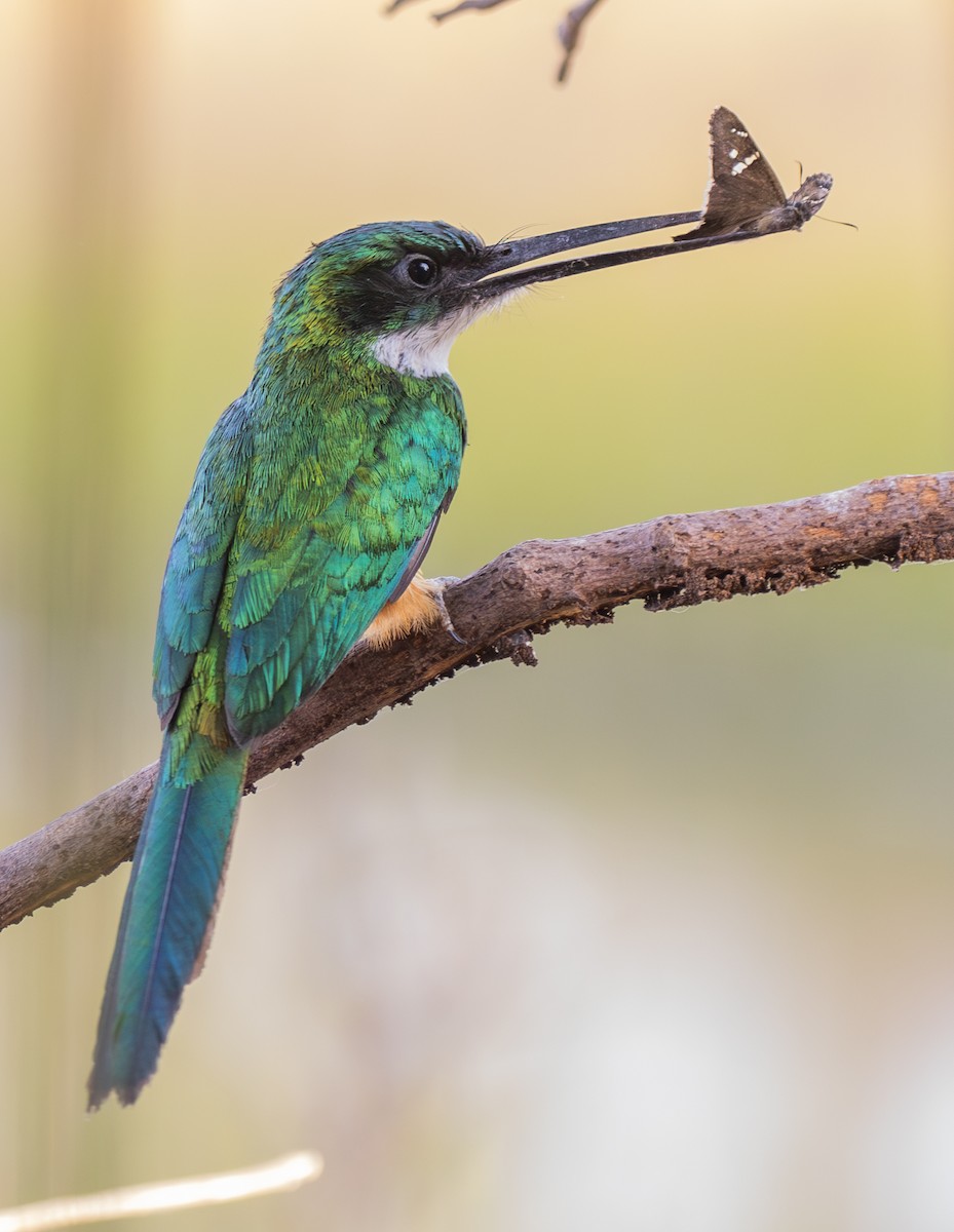 Rufous-tailed Jacamar - ML624010846