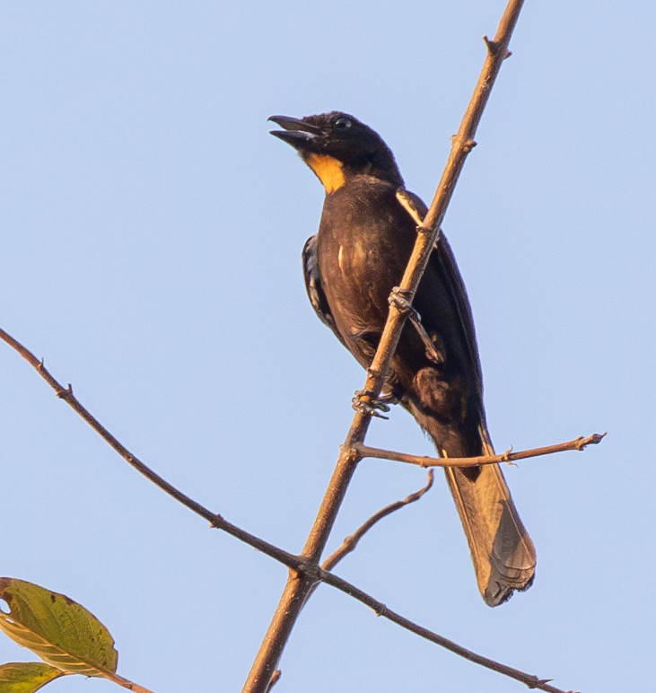 Flame-crested Tanager - ML624010849