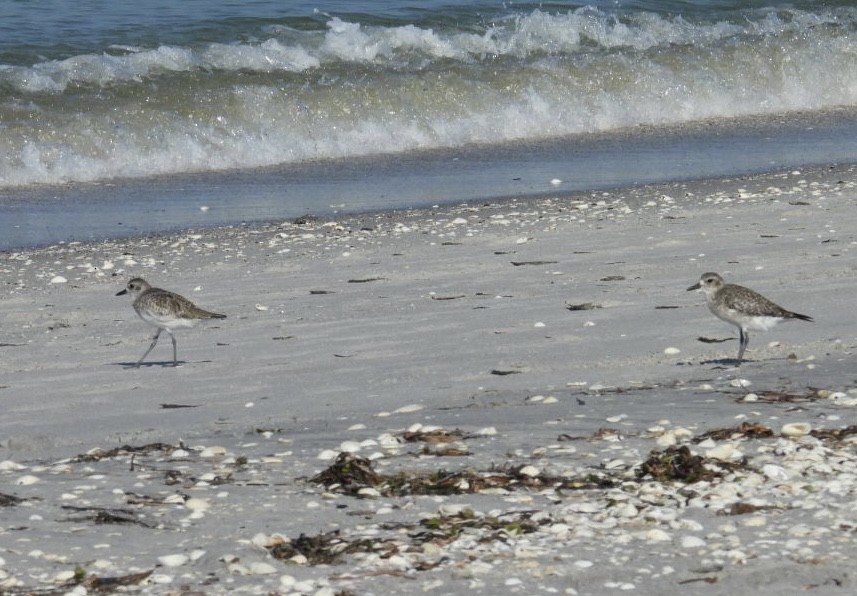 Sanderling - ML624010850