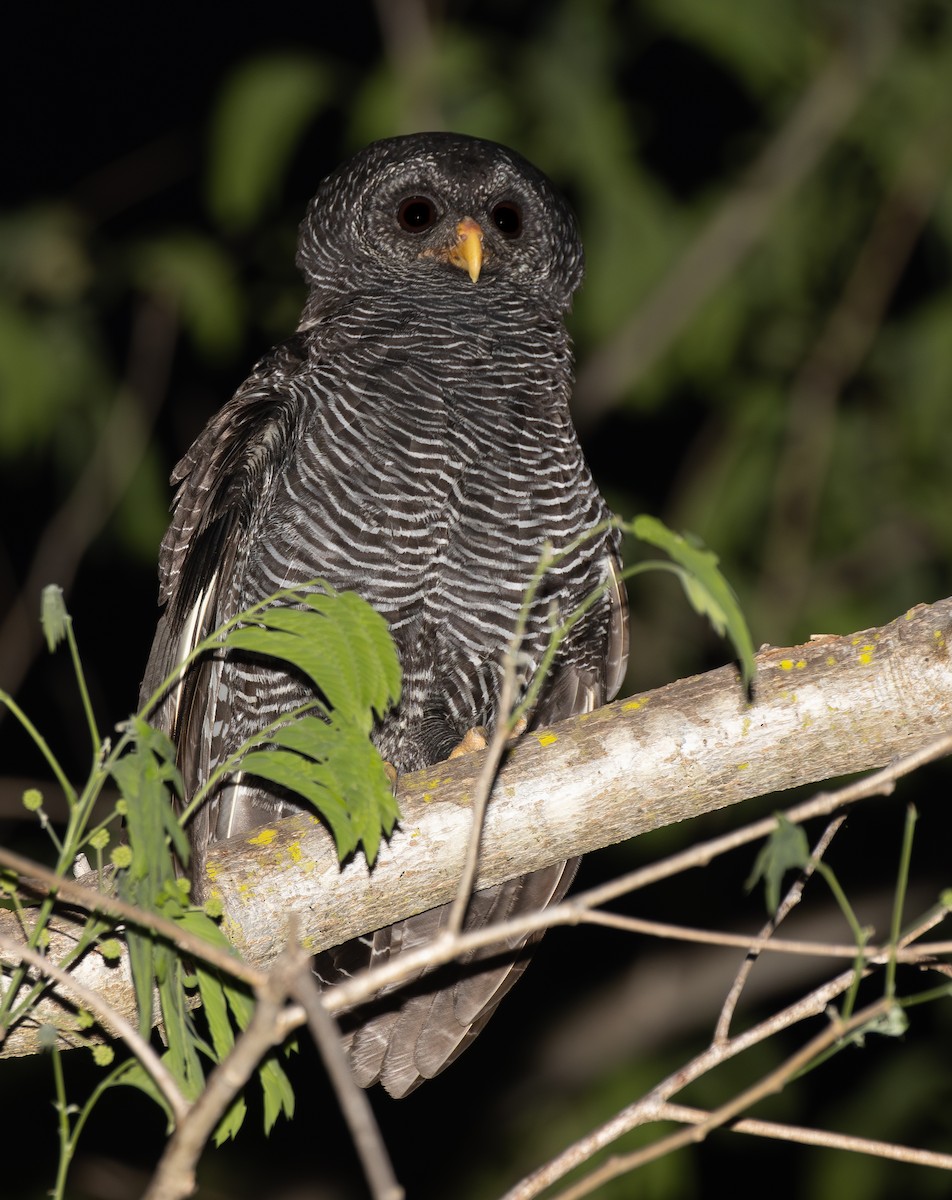 Black-banded Owl - ML624010853