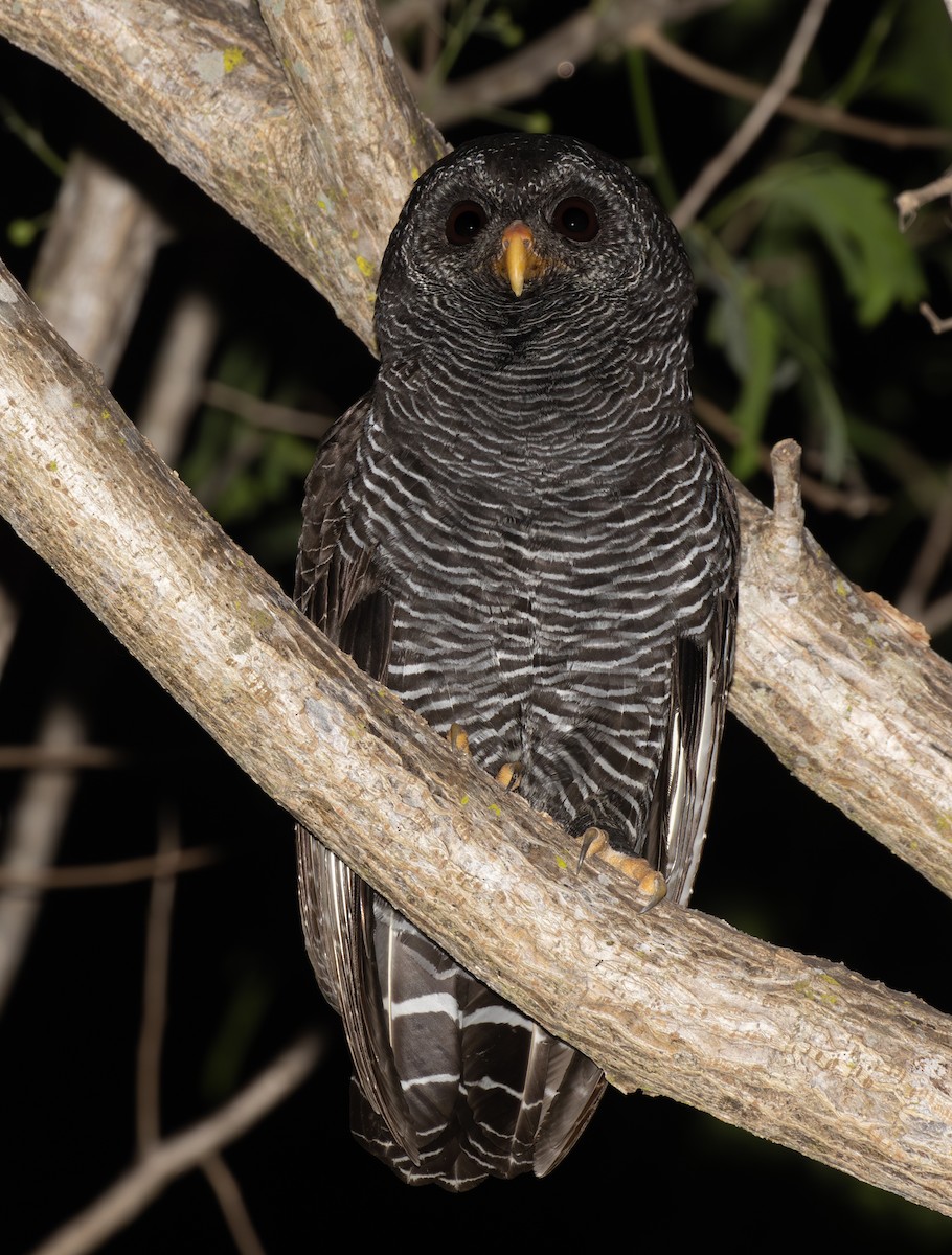 Black-banded Owl - ML624010855