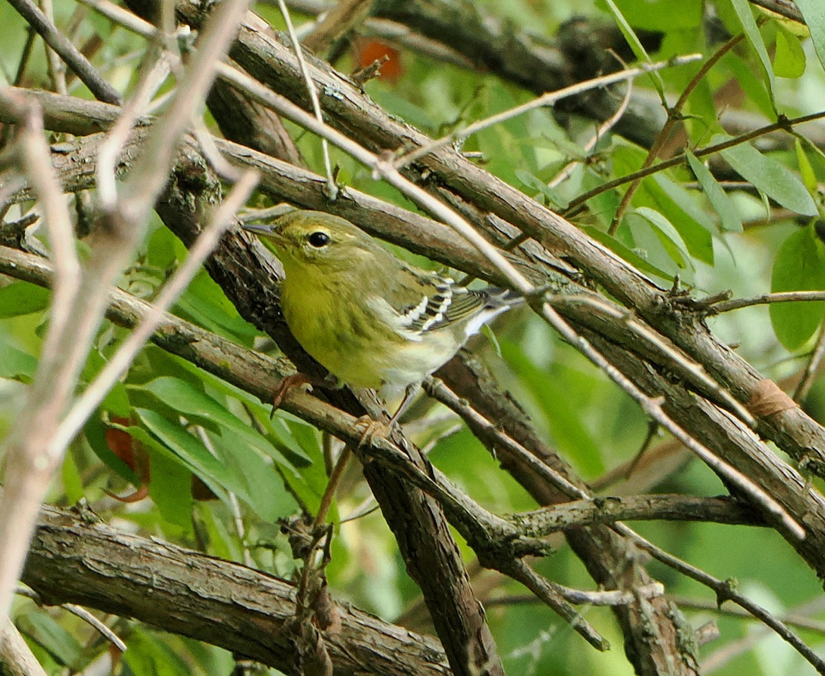 Blackpoll Warbler - Patricia Rettig