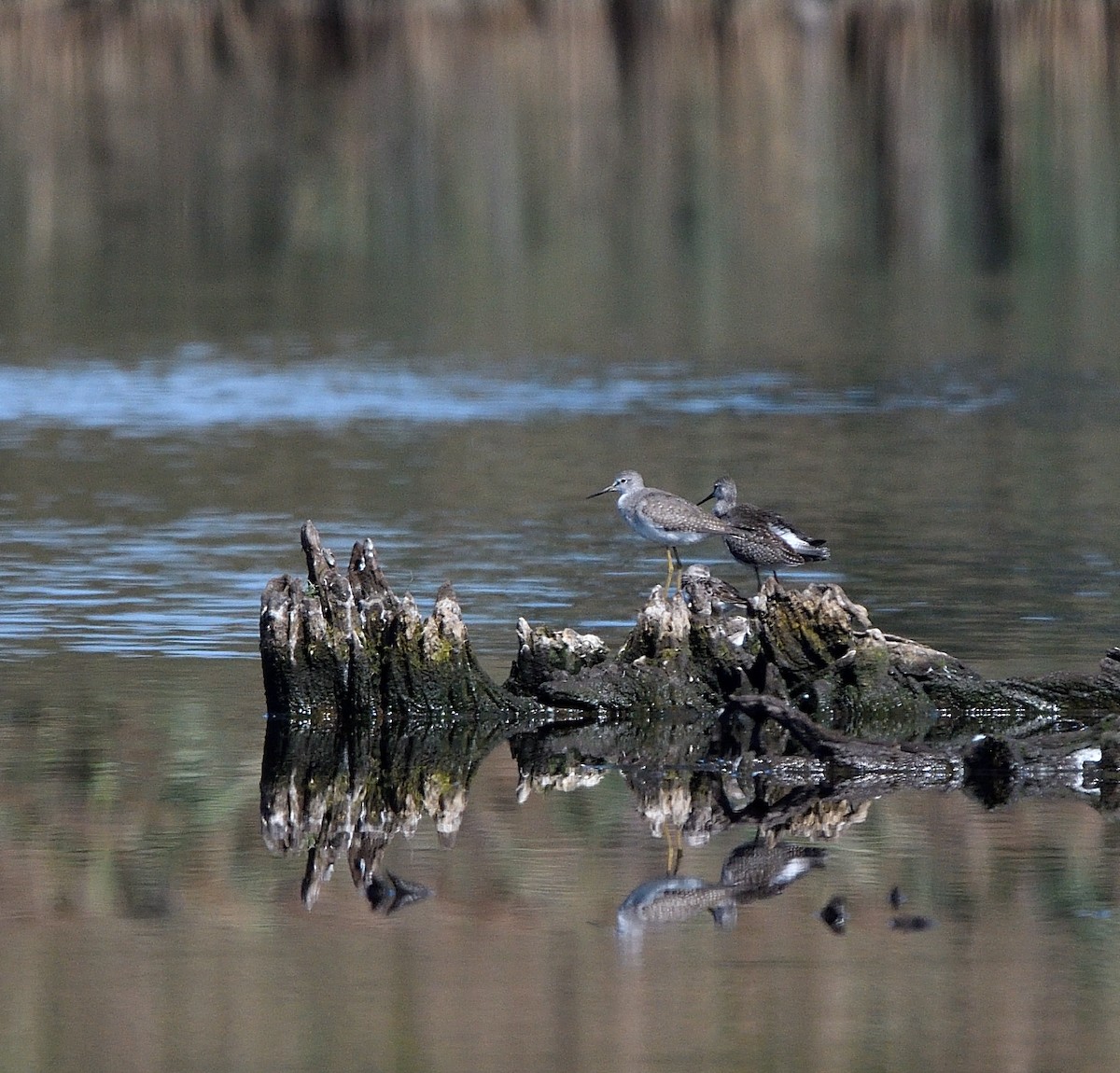 gulbeinsnipe - ML624010878