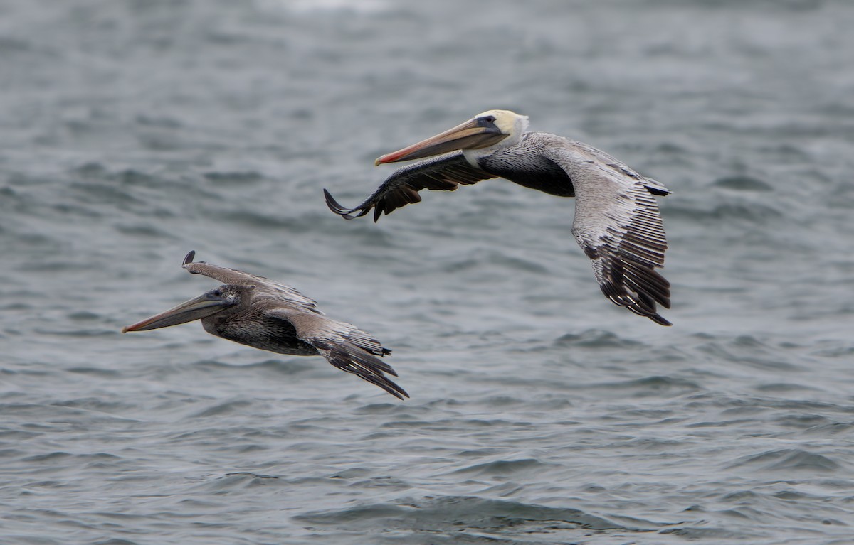 Brown Pelican - ML624010890