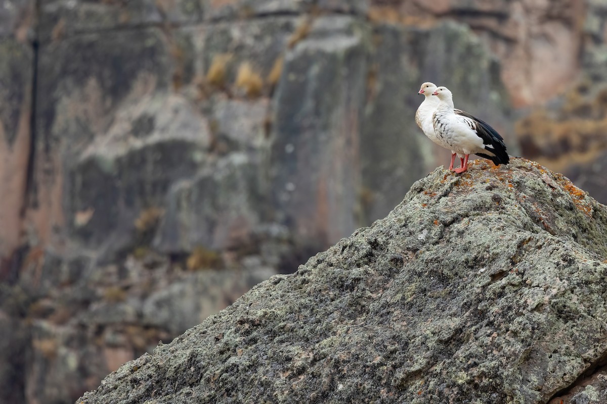 Andean Goose - ML624010933