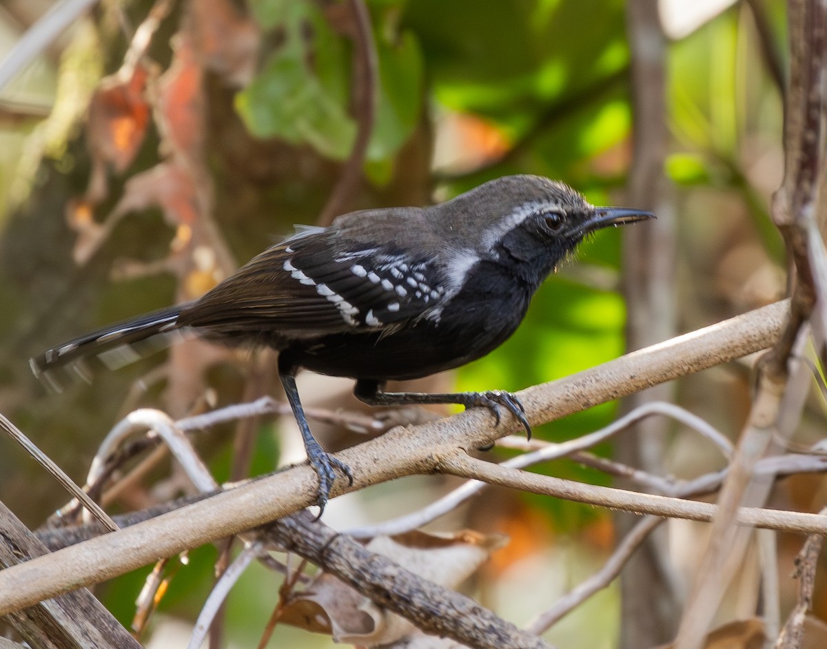 Southern White-fringed Antwren - ML624010937