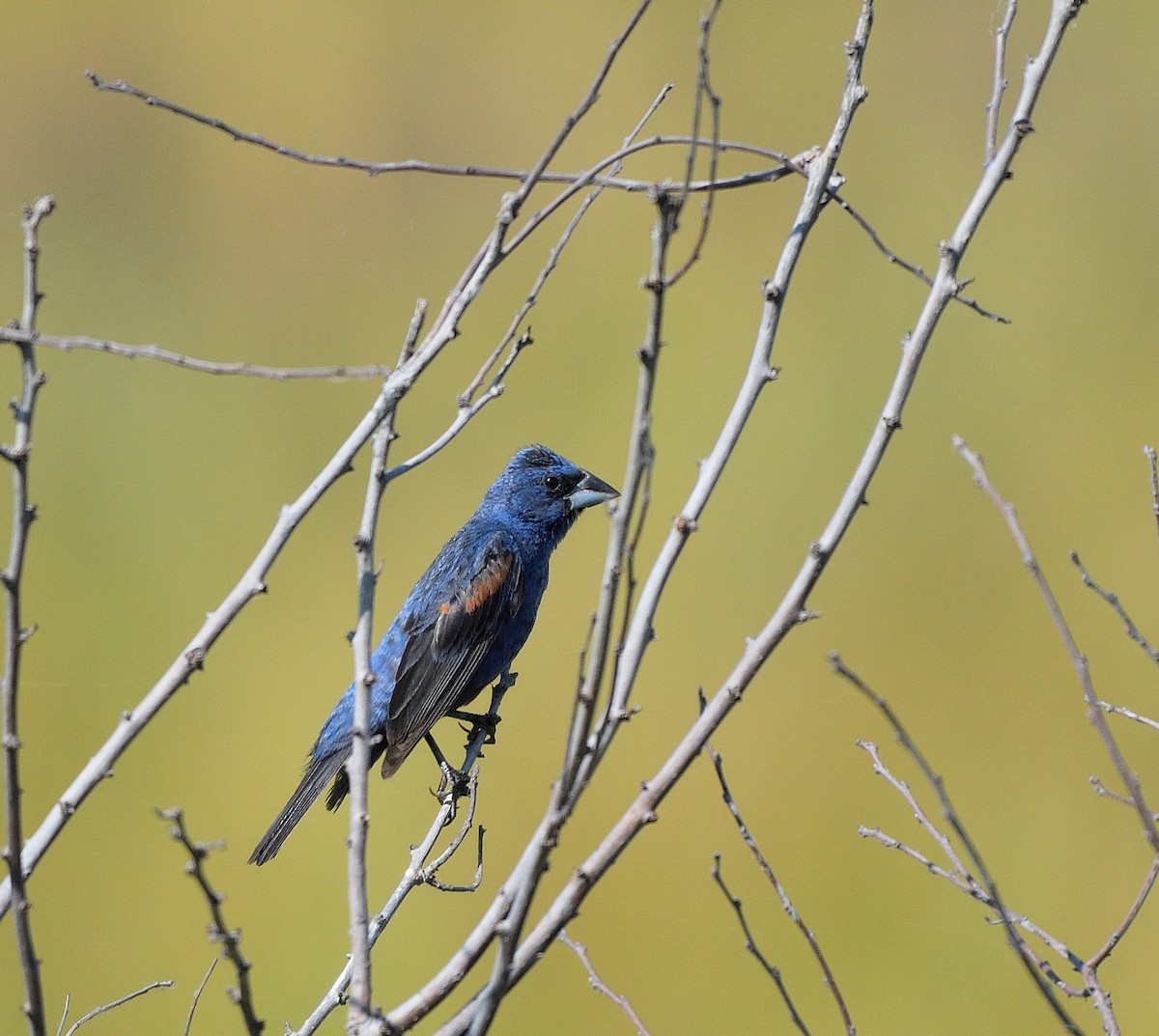 Blue Grosbeak - Jaime Thomas