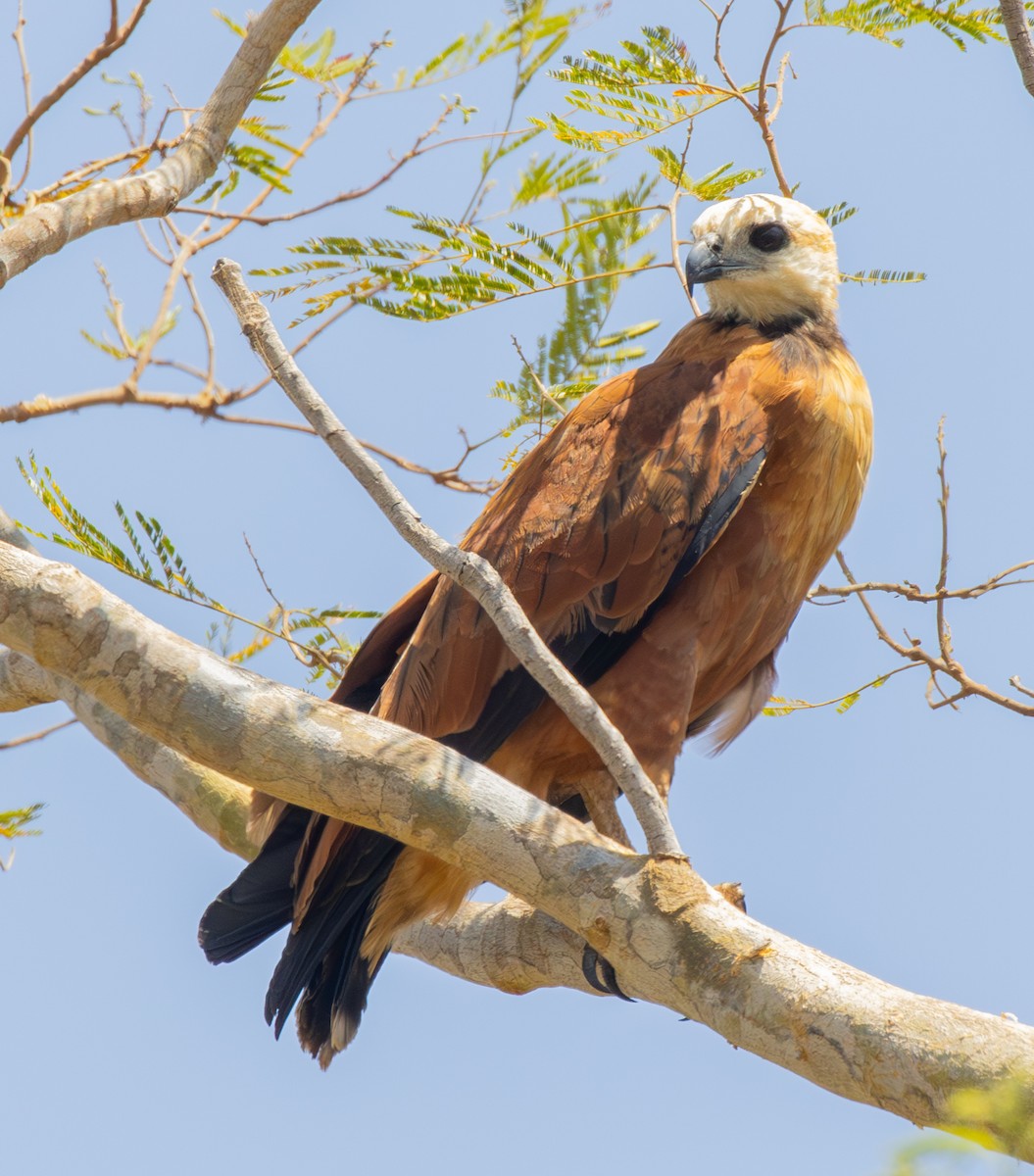 Black-collared Hawk - ML624010971