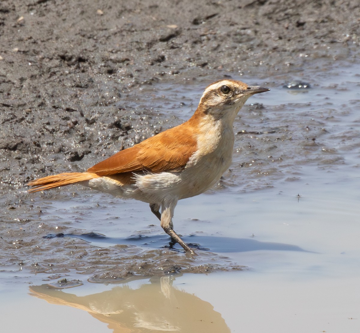 Wing-banded Hornero - Eduardo Faria