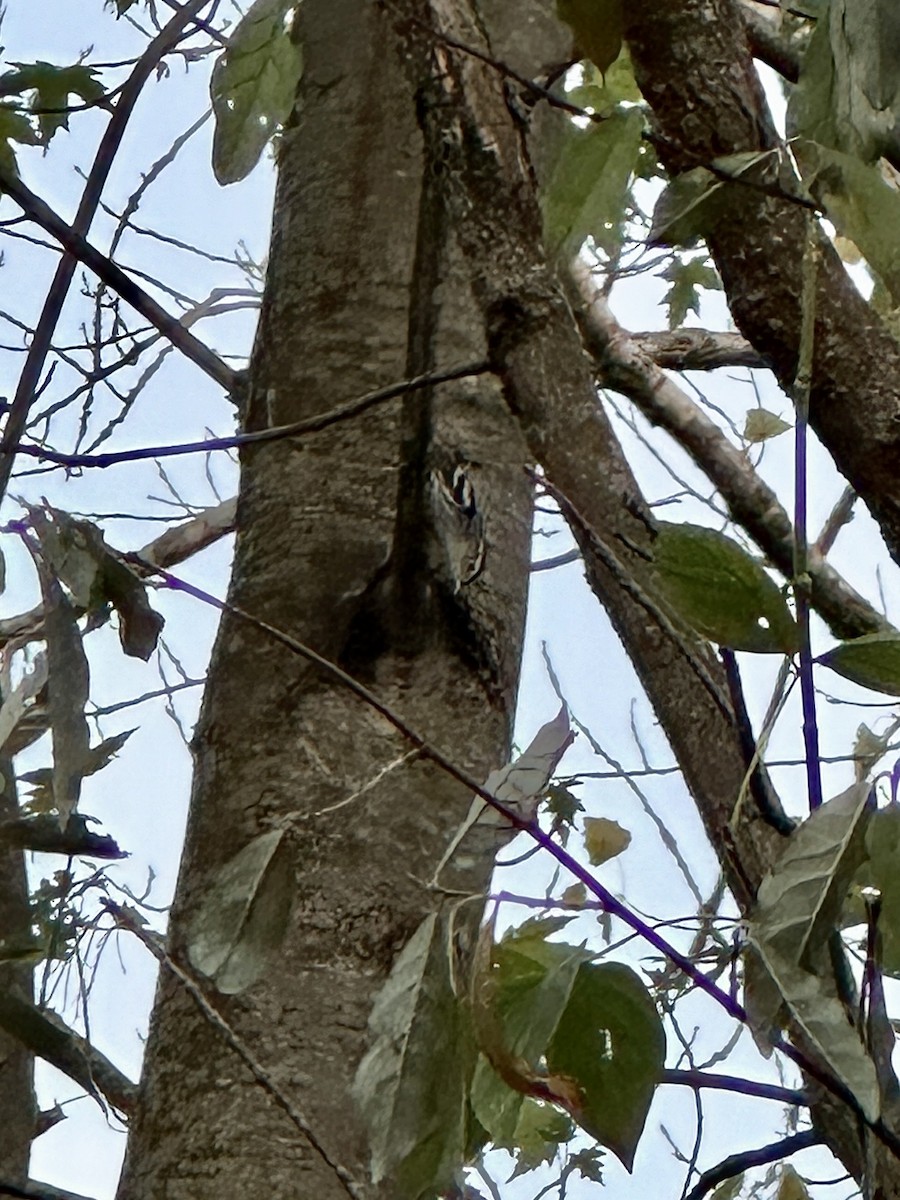 Black-and-white Warbler - ML624010983