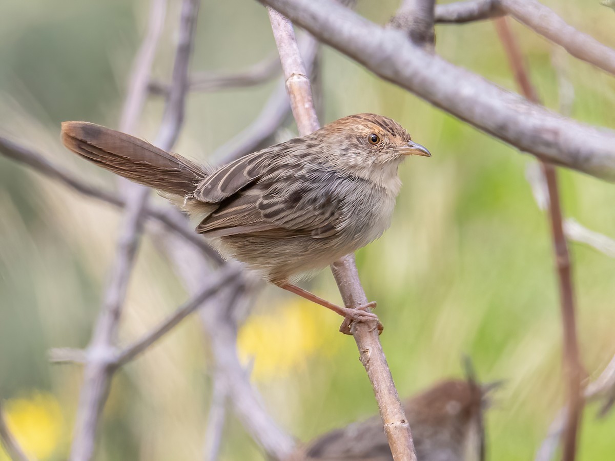 Lynes's Cisticola - Cisticola distinctus - Birds of the World