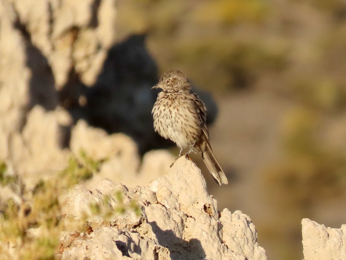 Sage Thrasher - ML624010987