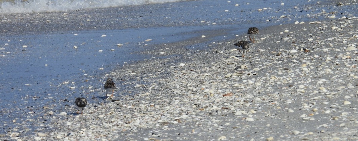 Ruddy Turnstone - Denise Rychlik