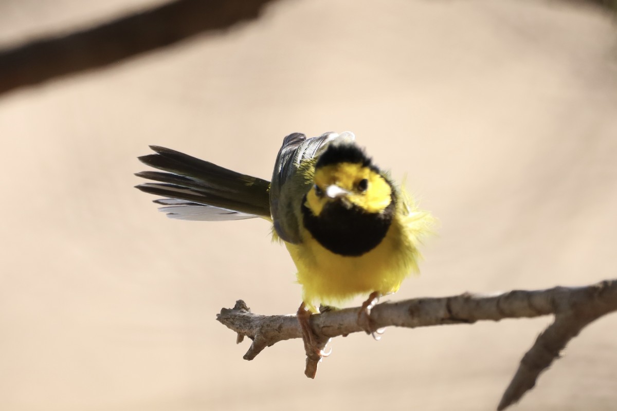 Hooded Warbler - ML624011000