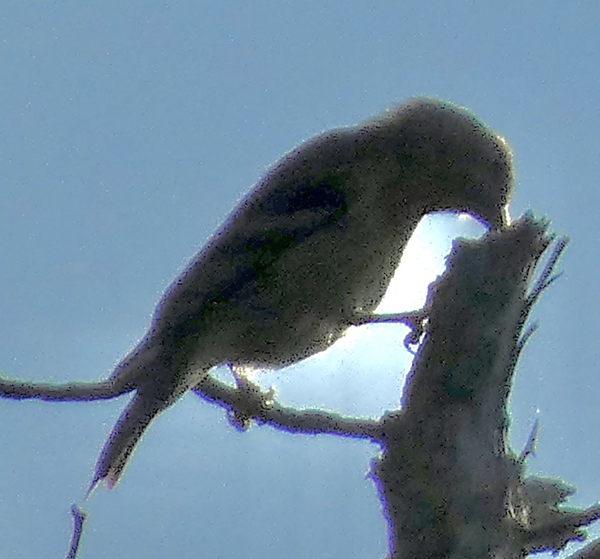 American Goldfinch - ML624011001