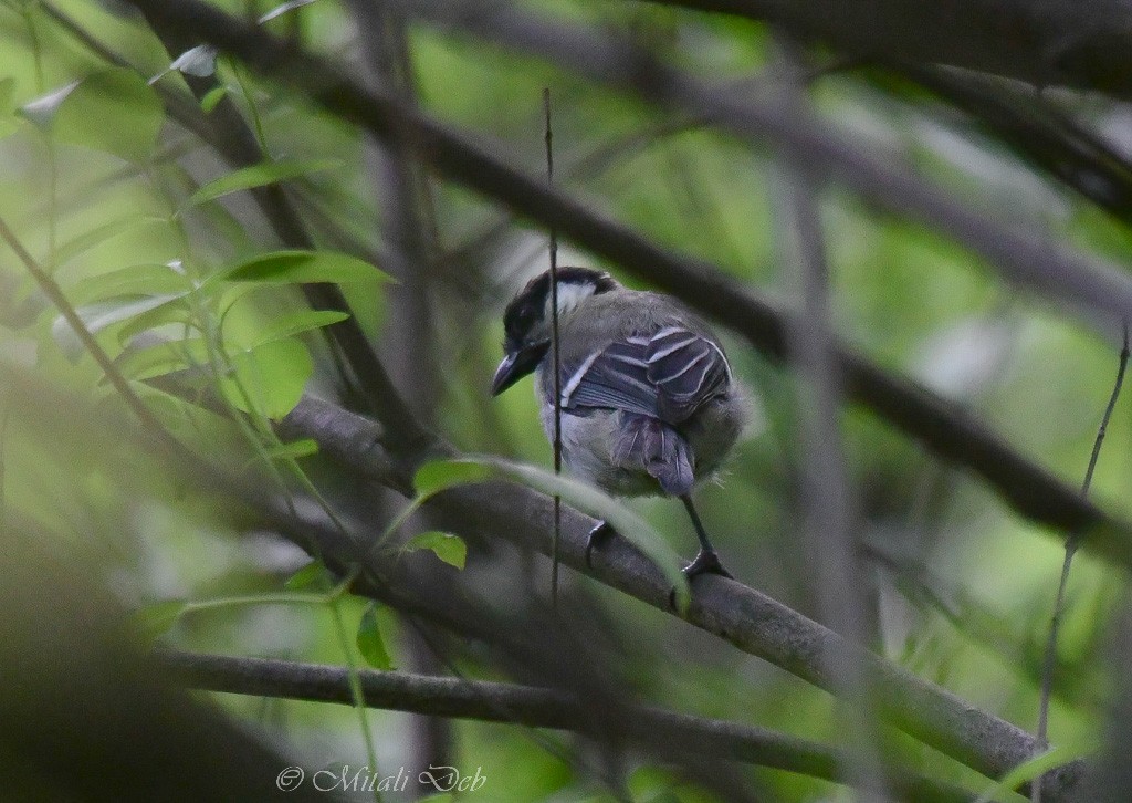 Mésange indienne - ML624011002