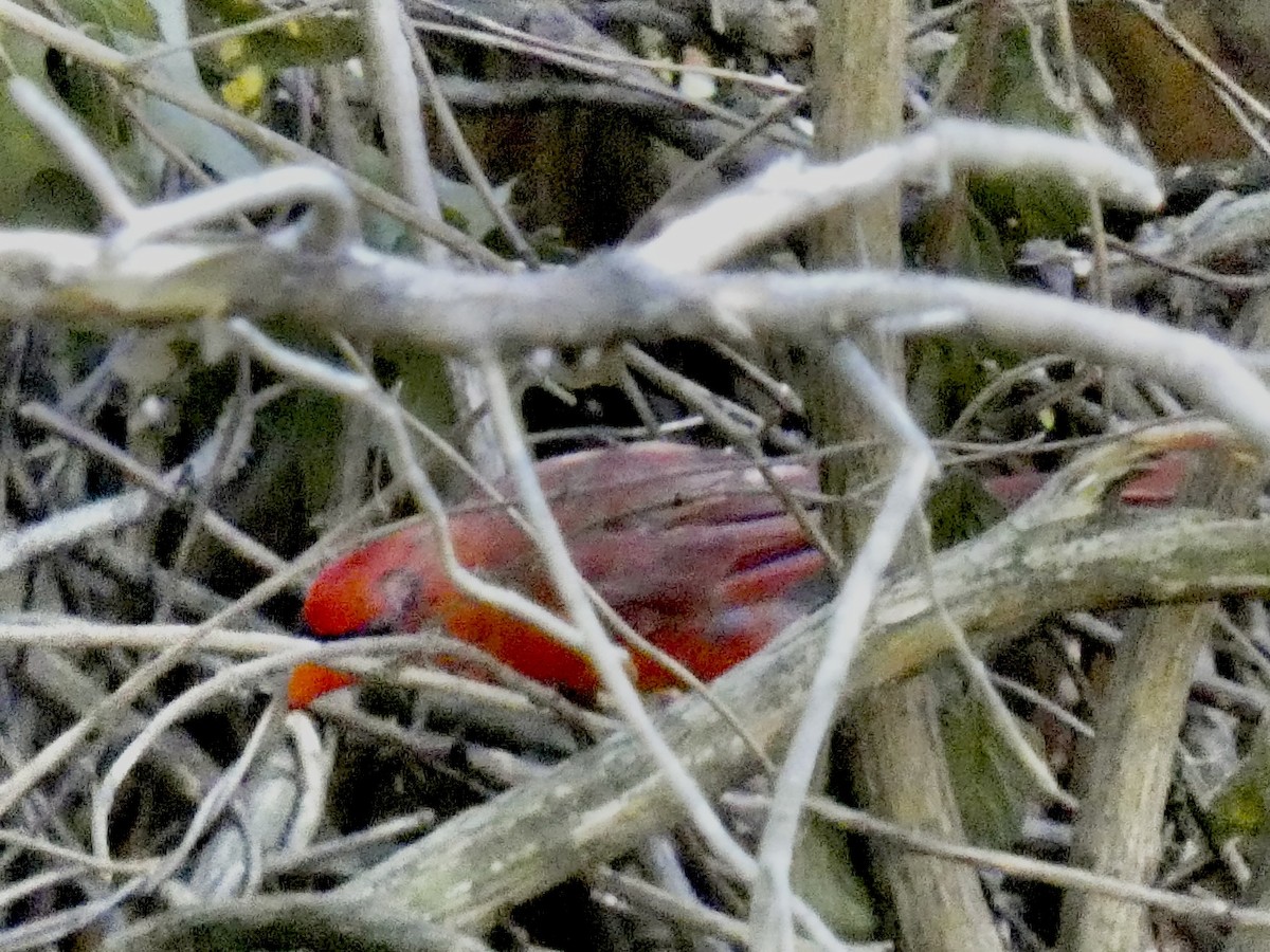Northern Cardinal - Connee Chandler