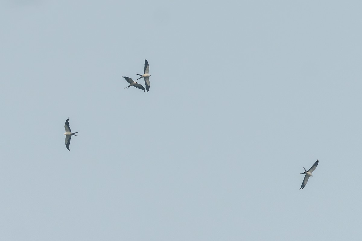 Swallow-tailed Kite - Patrick Van Thull