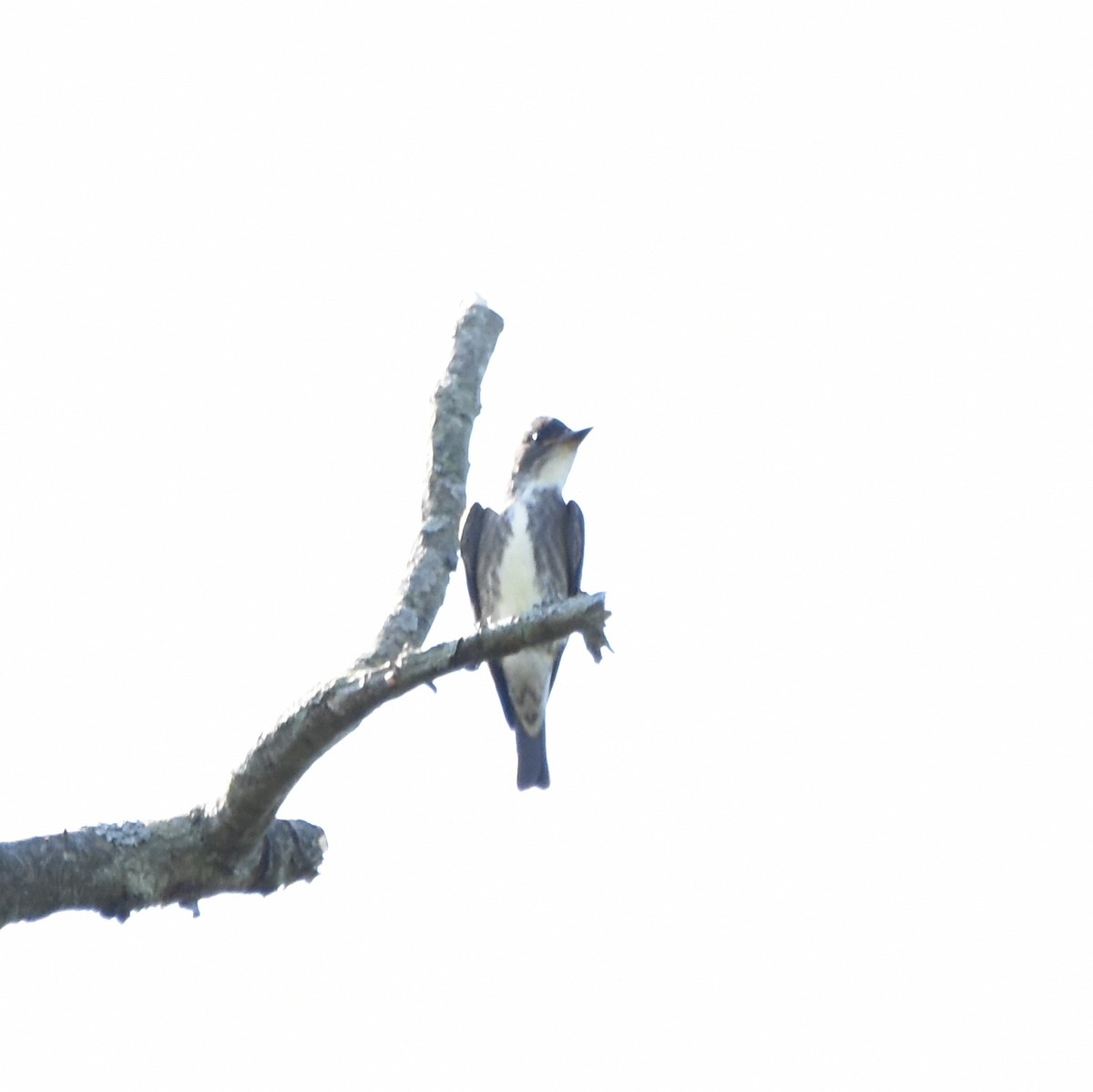 Olive-sided Flycatcher - Charity Kheshgi